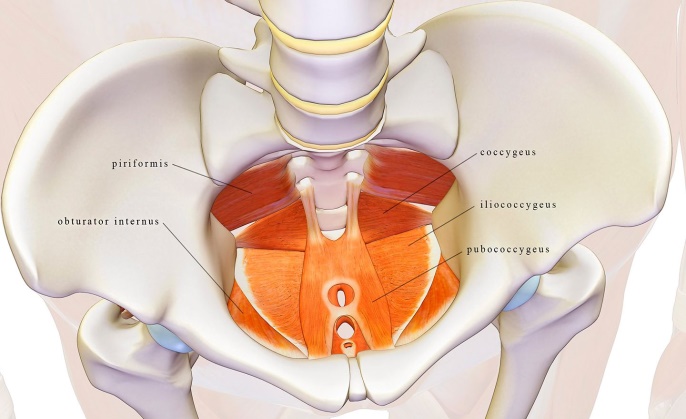 Pelvic Floor Dysfunction 3 Pelvic Floor Dysfunction1 Pelvic Floor Dysfunction